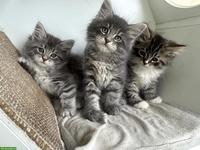 Neva Masquerade x Maine Coon Kitten