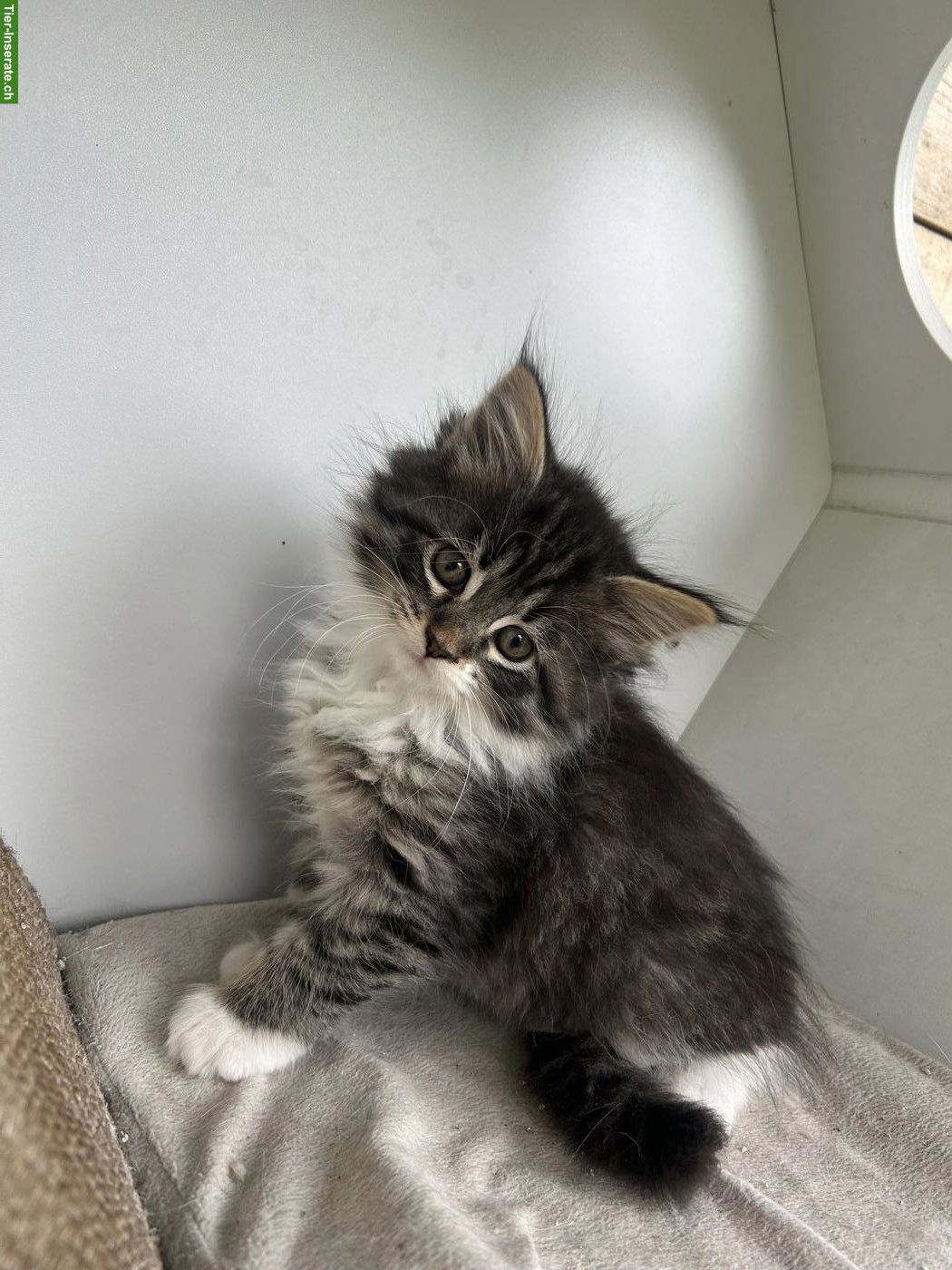 Bild 2: Neva Masquerade x Maine Coon Kitten