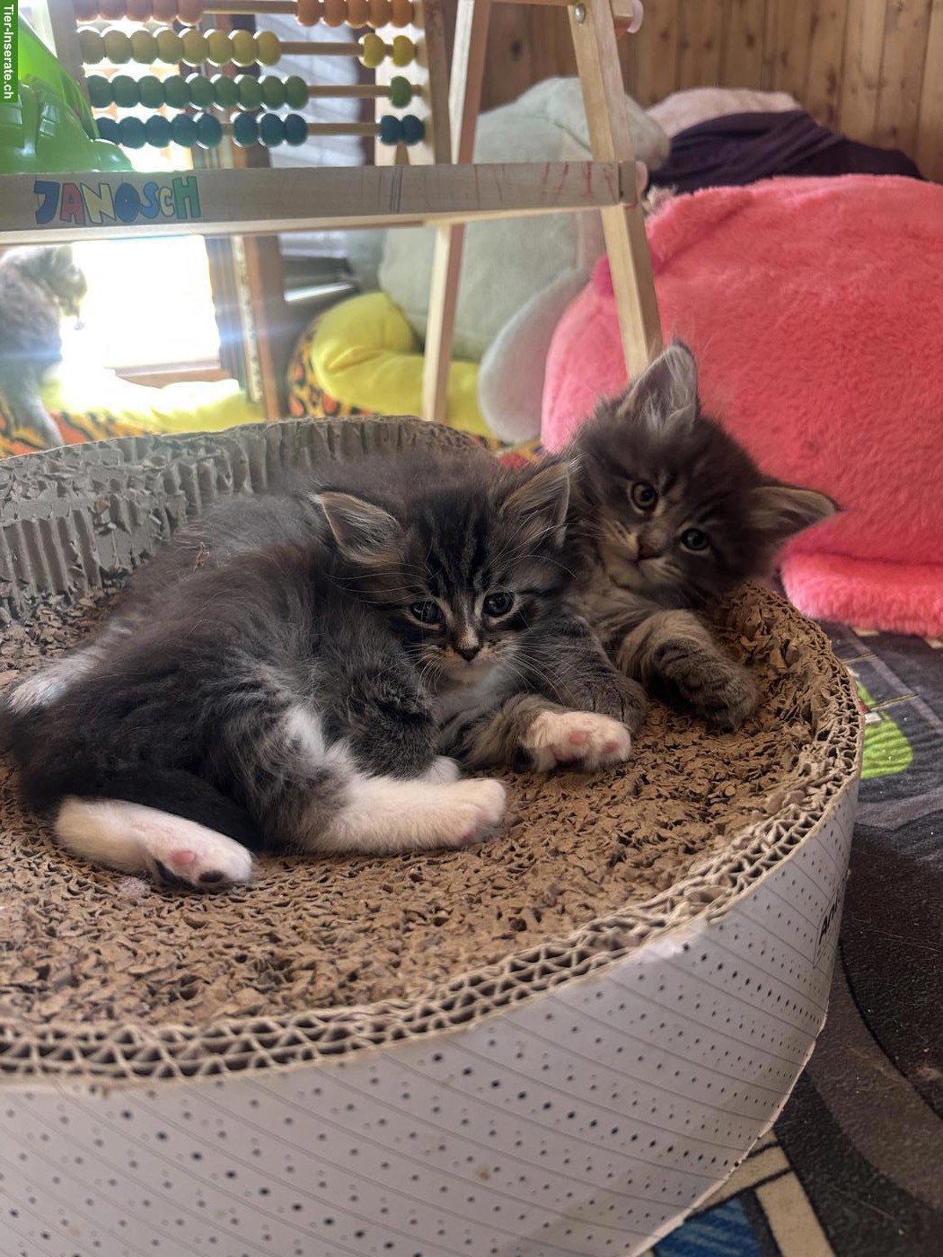 Bild 3: Neva Masquerade x Maine Coon Kitten