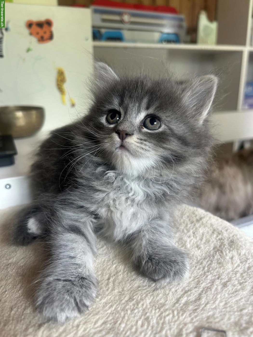Bild 4: Neva Masquerade x Maine Coon Kitten