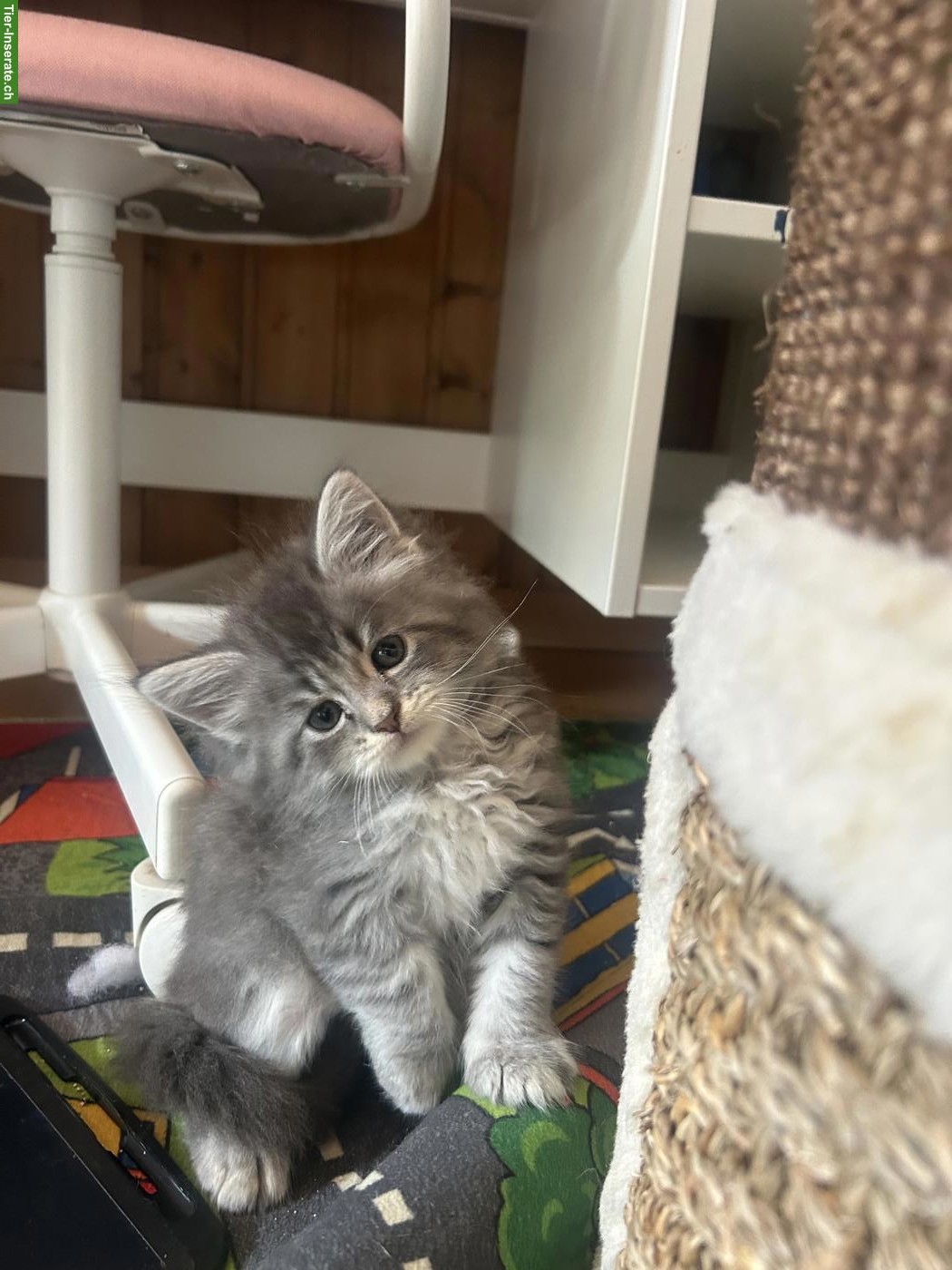 Bild 5: Neva Masquerade x Maine Coon Kitten