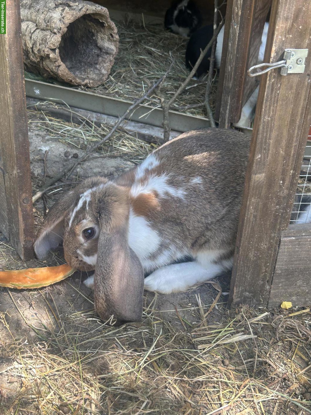 Bild 2: Junge Französische Widder und Meerschweinchen
