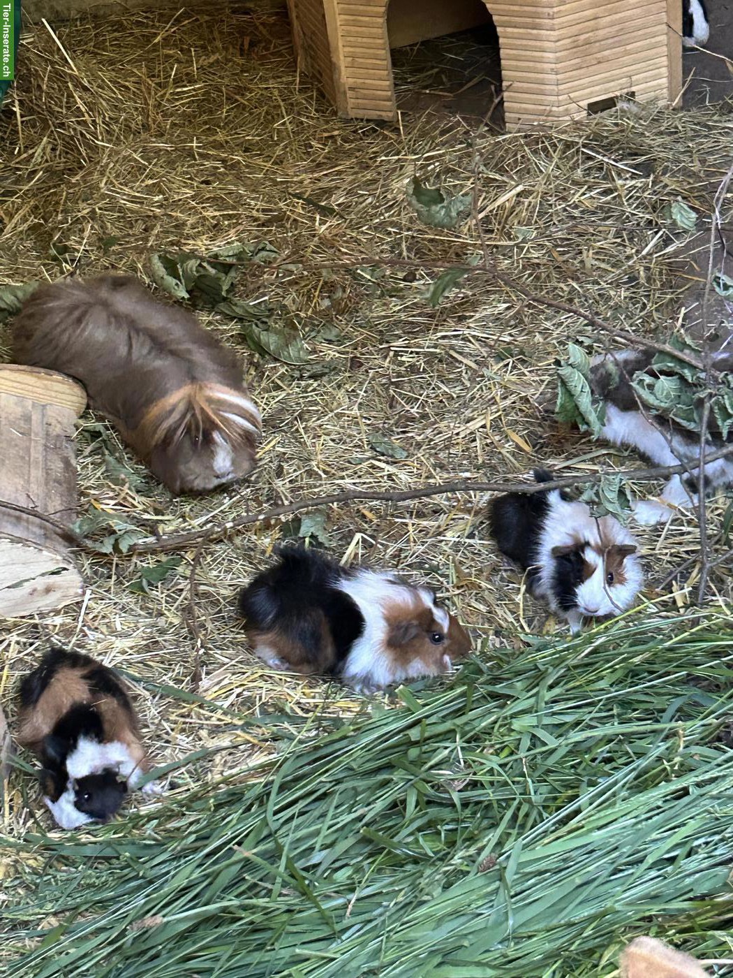 Bild 3: Junge Französische Widder und Meerschweinchen