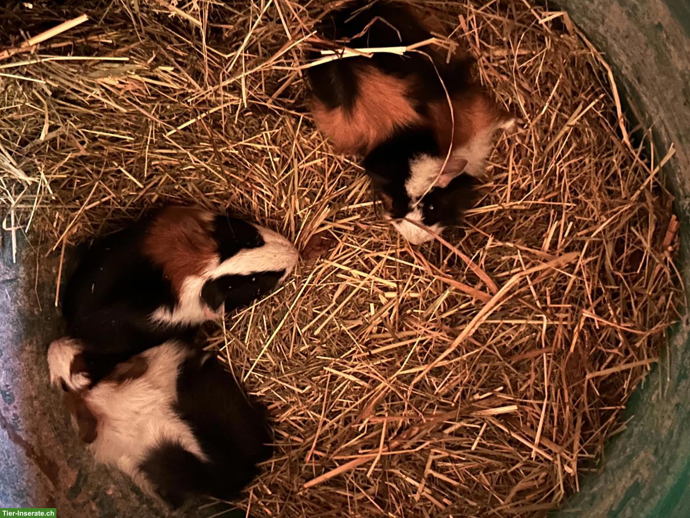 Bild 4: Junge Französische Widder und Meerschweinchen