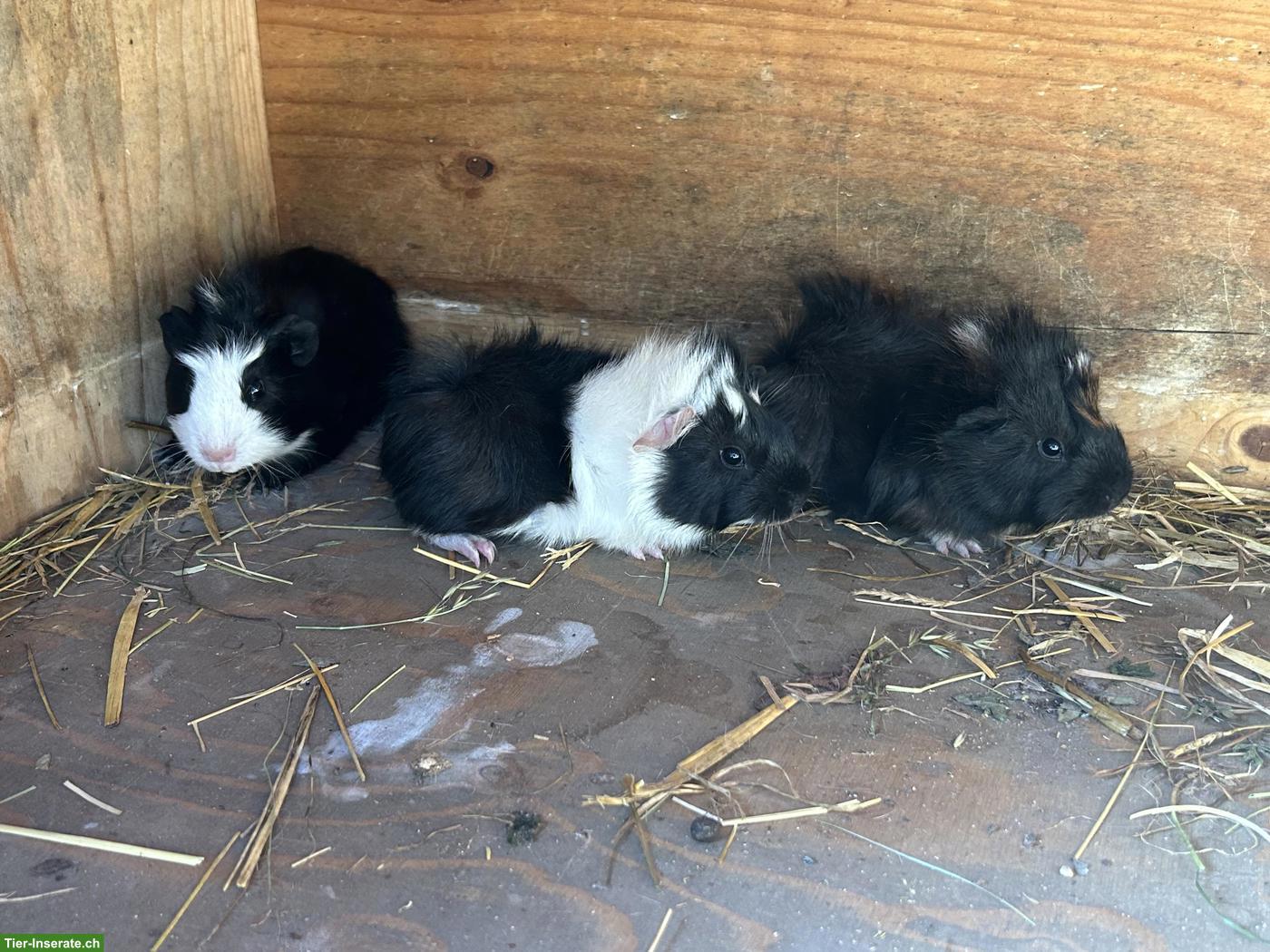 Bild 5: Junge Französische Widder und Meerschweinchen