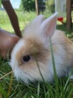 2 junge Löwenkopfkaninchen Männchen