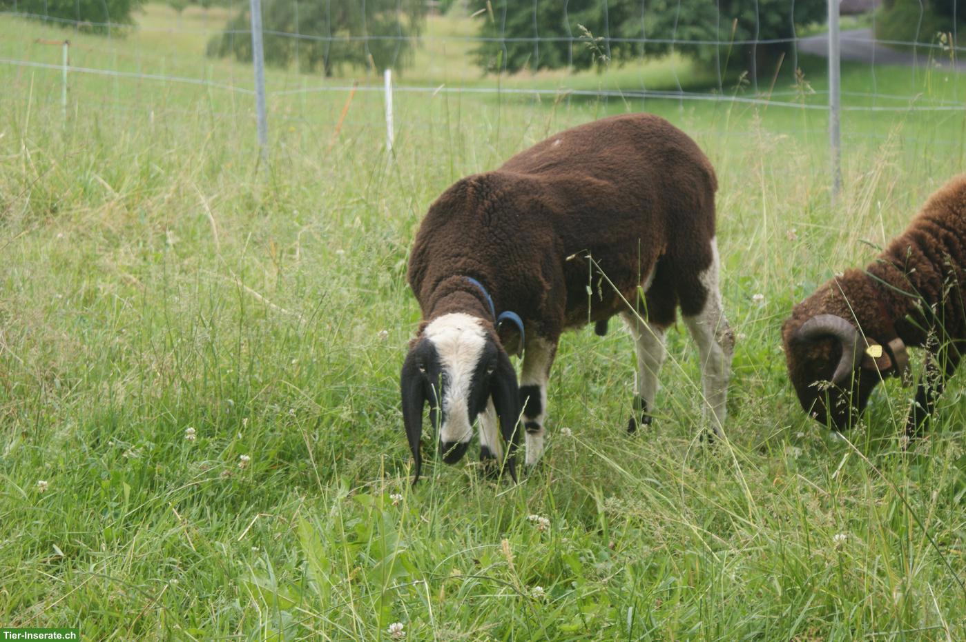 Saaser Mutte, kräftiger und gefleckter Bock