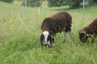 Saaser Mutte, kräftiger und gefleckter Bock