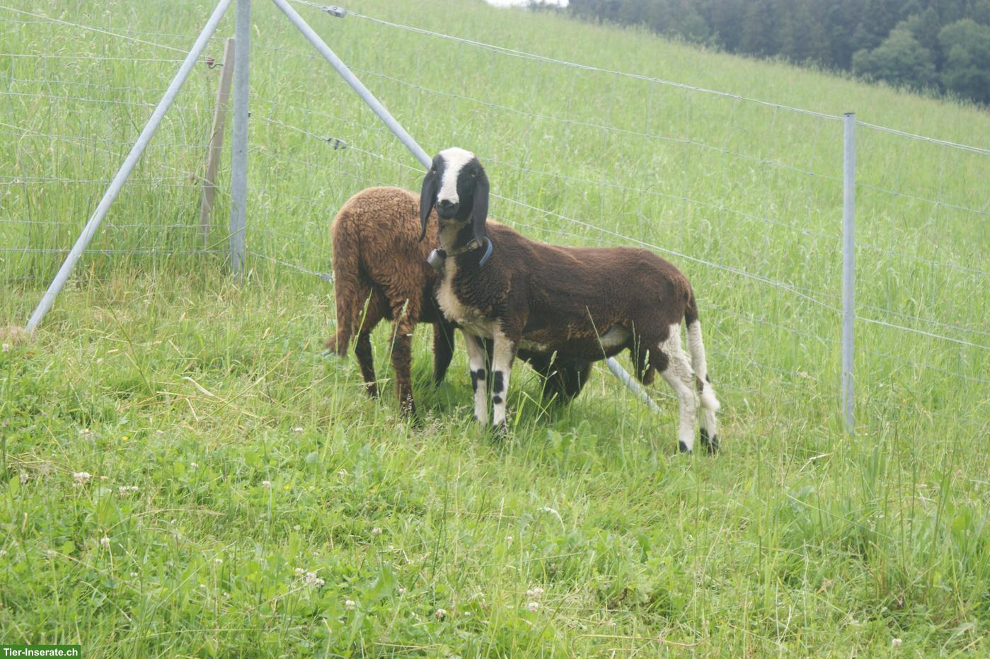 Bild 2: Saaser Mutte, kräftiger und gefleckter Bock