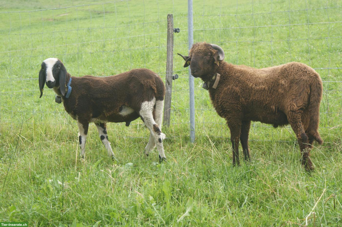 Bild 3: Saaser Mutte, kräftiger und gefleckter Bock