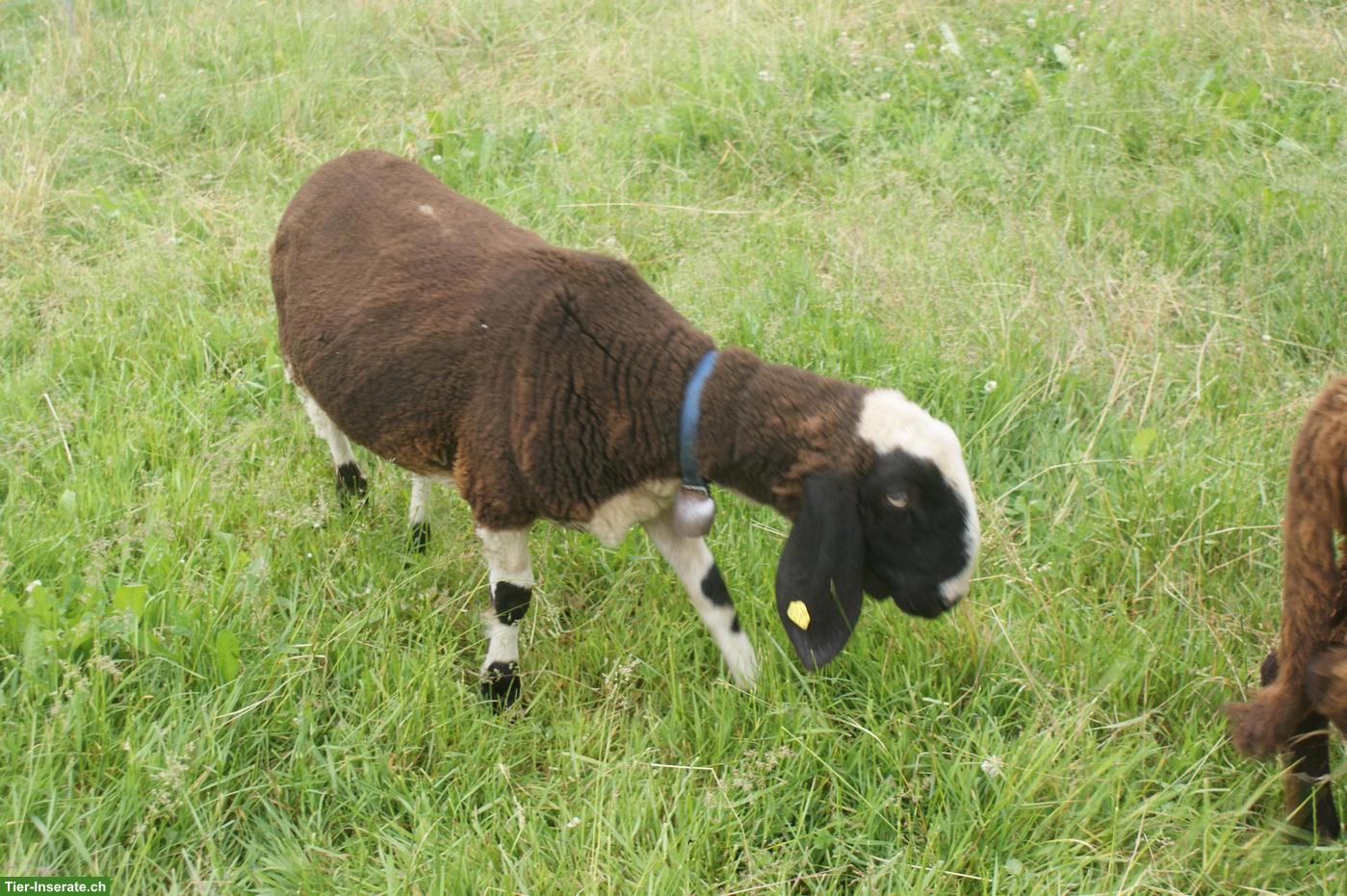 Bild 4: Saaser Mutte, kräftiger und gefleckter Bock