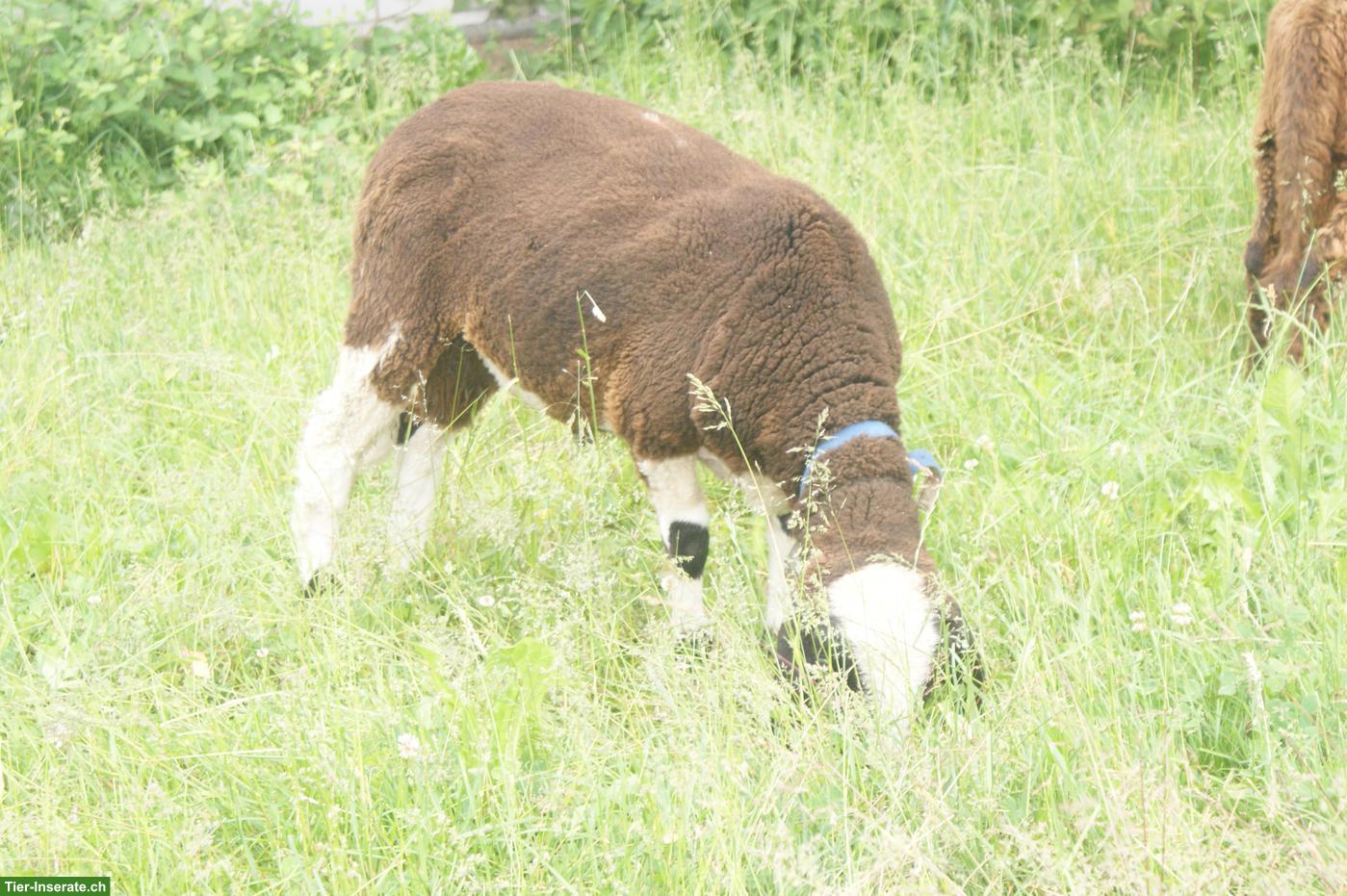 Bild 5: Saaser Mutte, kräftiger und gefleckter Bock