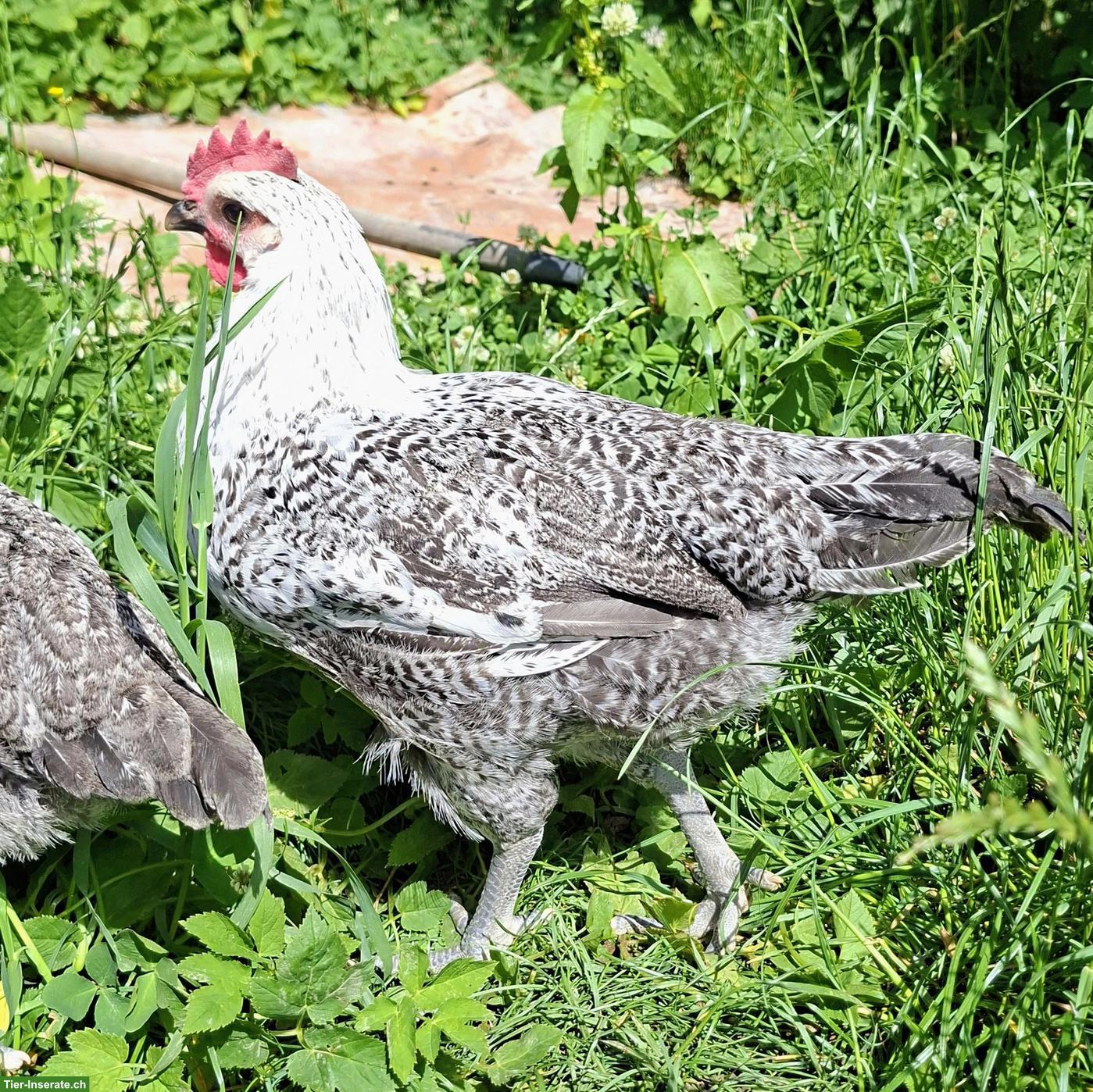 Bild 5: Junge graue Bresse Gauloise Hähne