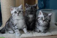 BKH Kitten | Silber Tabby mit Stammbaum aus deutscher Zucht