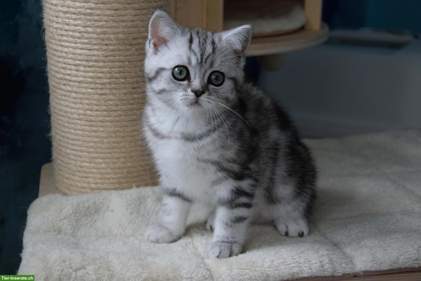 Bild 10: BKH Kitten | Silber Tabby mit Stammbaum aus deutscher Zucht