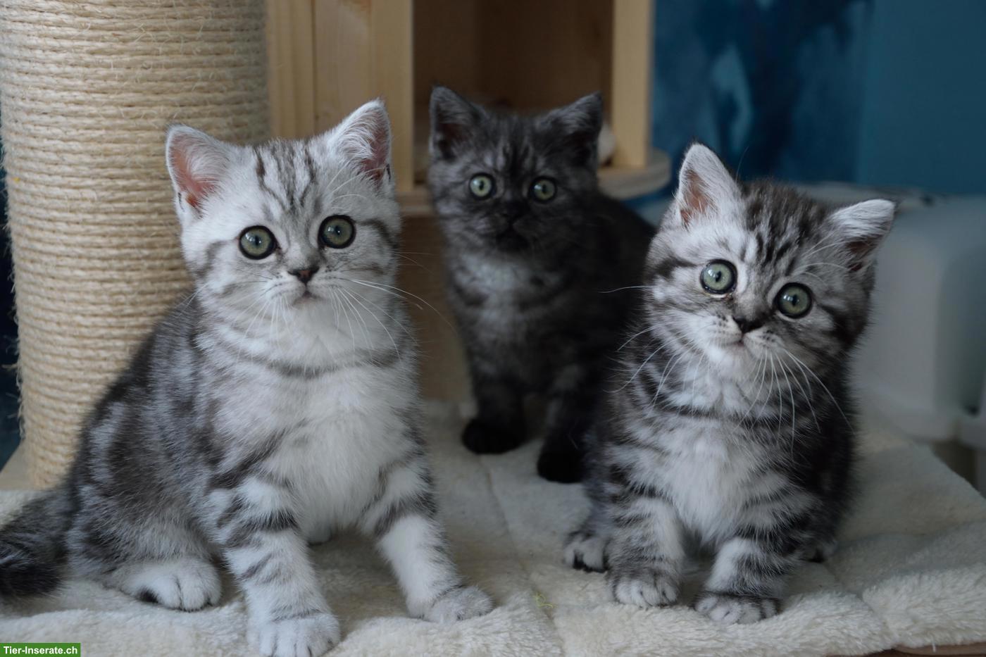 Bild 2: BKH Kitten | Silber Tabby mit Stammbaum aus deutscher Zucht
