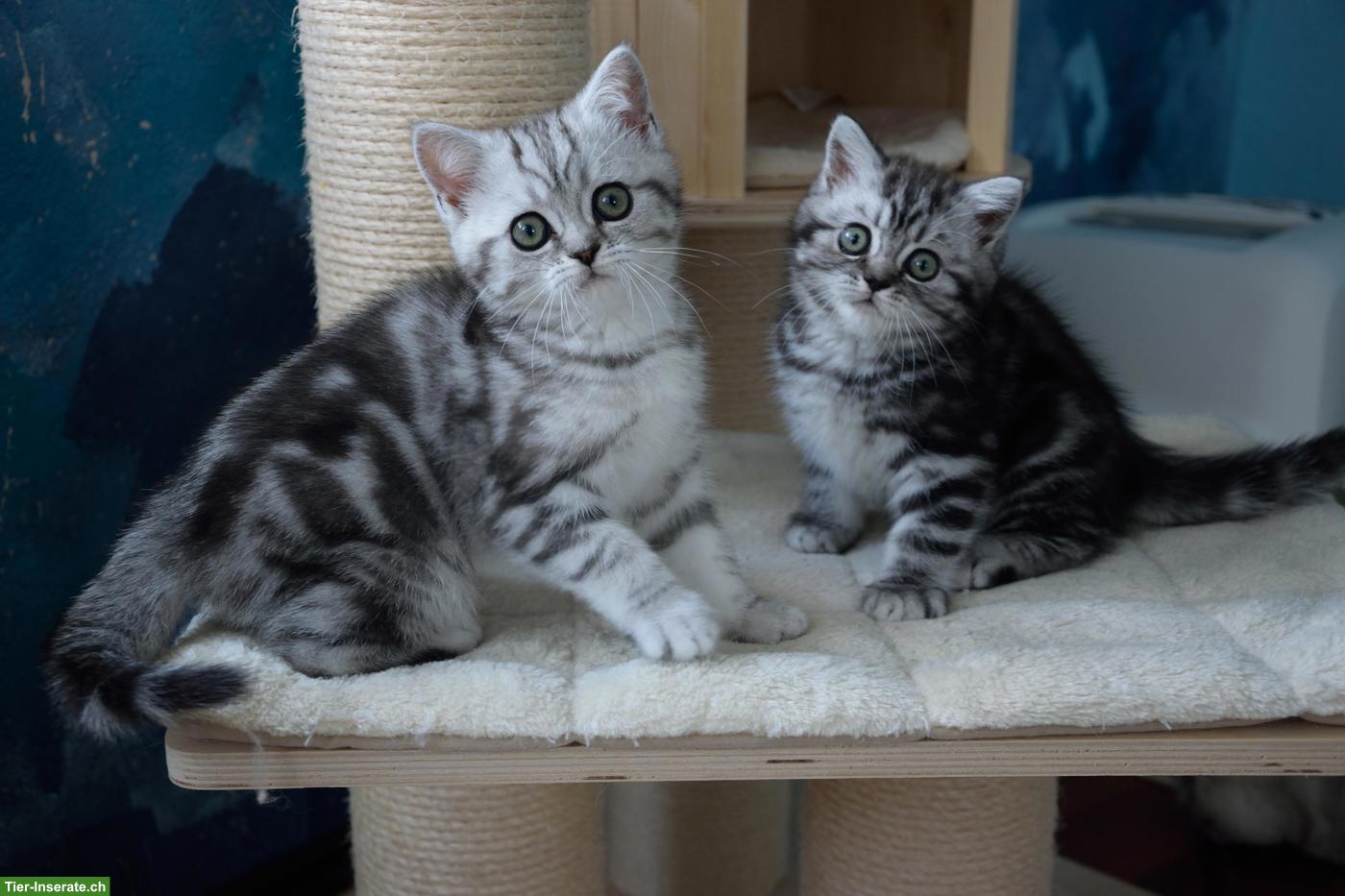 Bild 3: BKH Kitten | Silber Tabby mit Stammbaum aus deutscher Zucht
