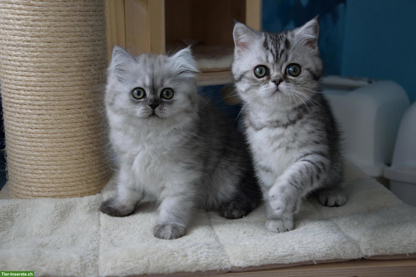 Bild 4: BKH Kitten | Silber Tabby mit Stammbaum aus deutscher Zucht