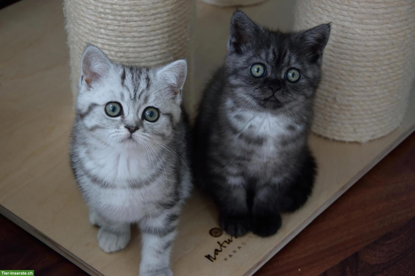 Bild 5: BKH Kitten | Silber Tabby mit Stammbaum aus deutscher Zucht