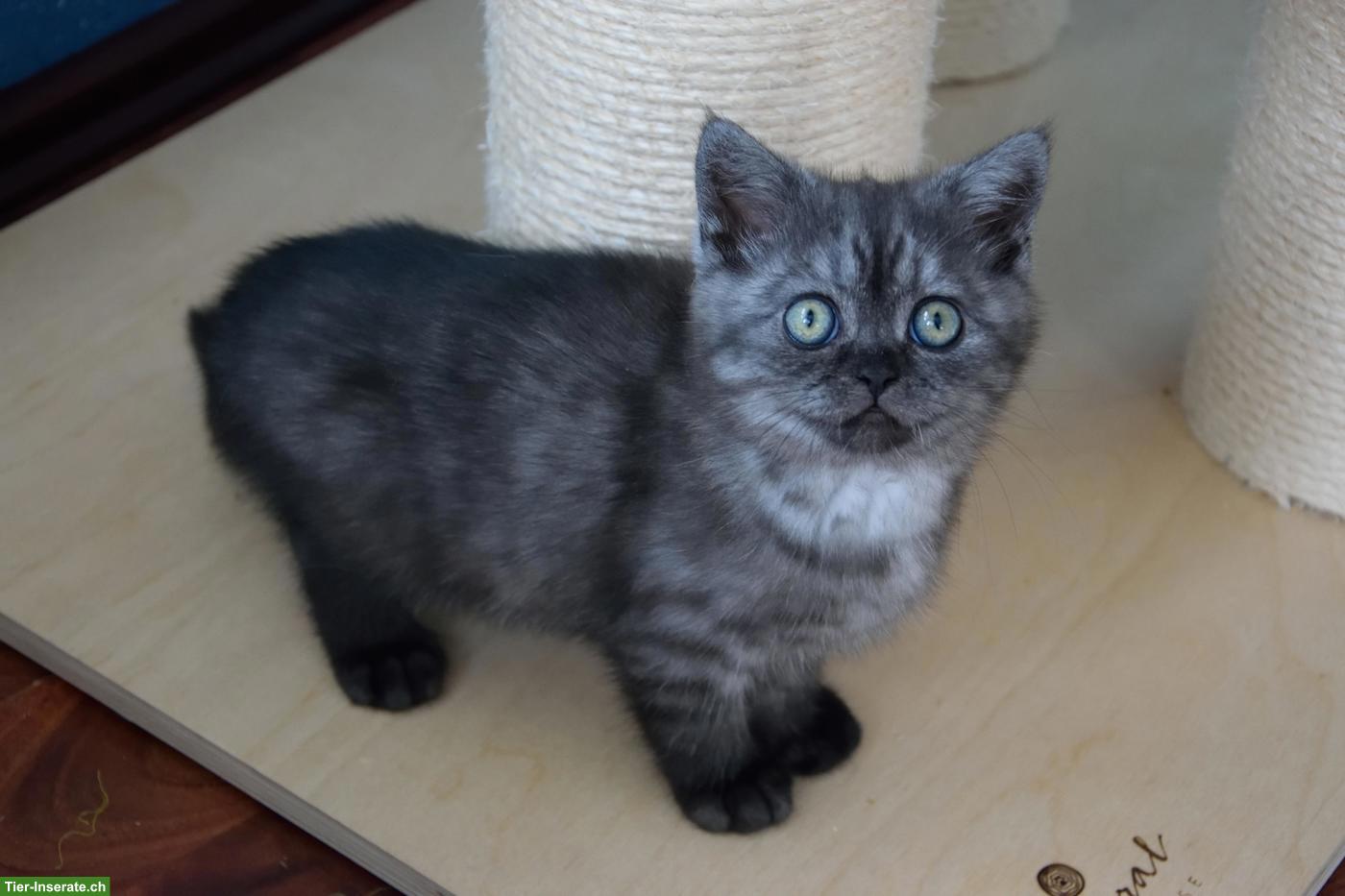Bild 6: BKH Kitten | Silber Tabby mit Stammbaum aus deutscher Zucht