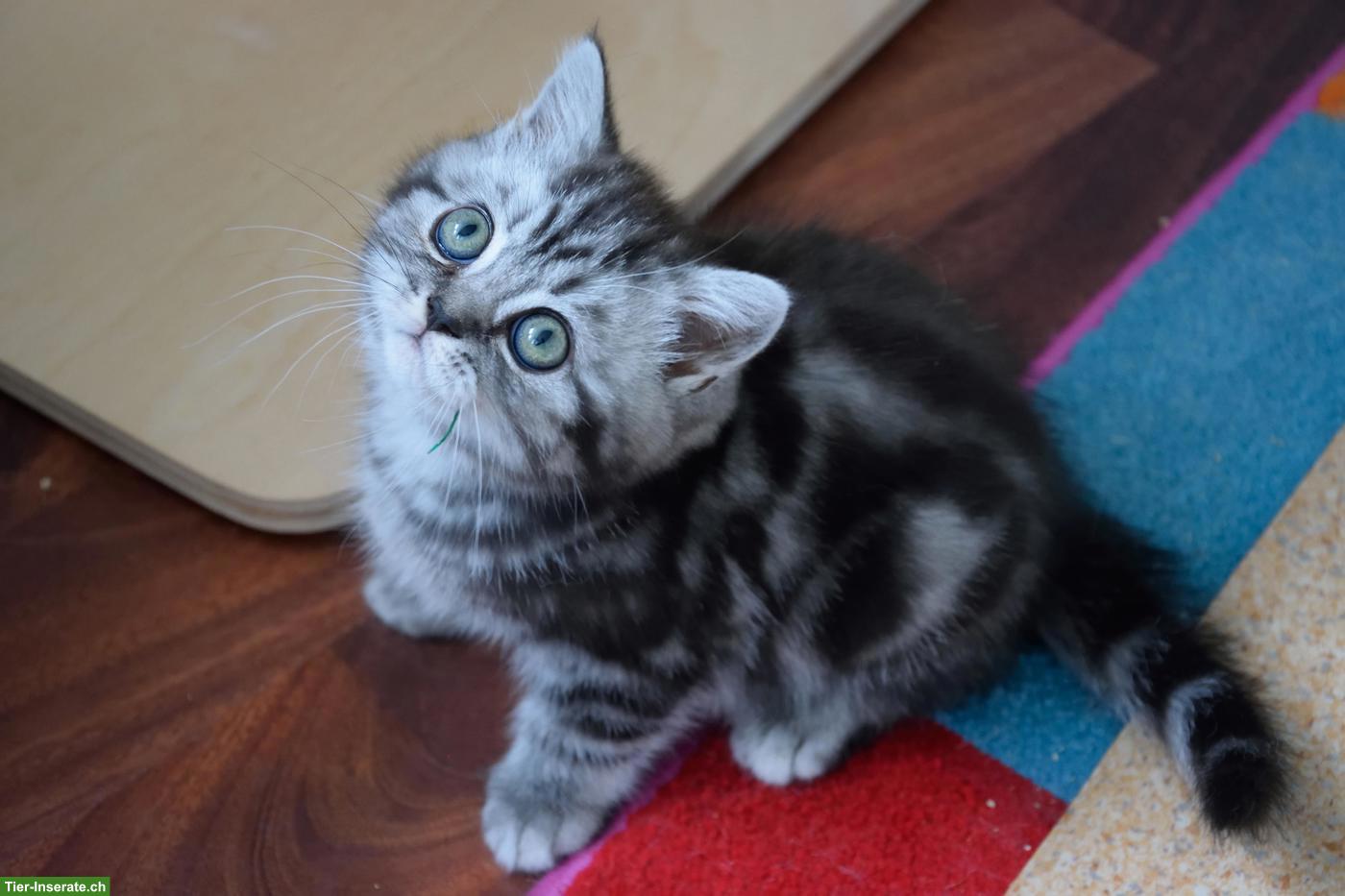 Bild 7: BKH Kitten | Silber Tabby mit Stammbaum aus deutscher Zucht