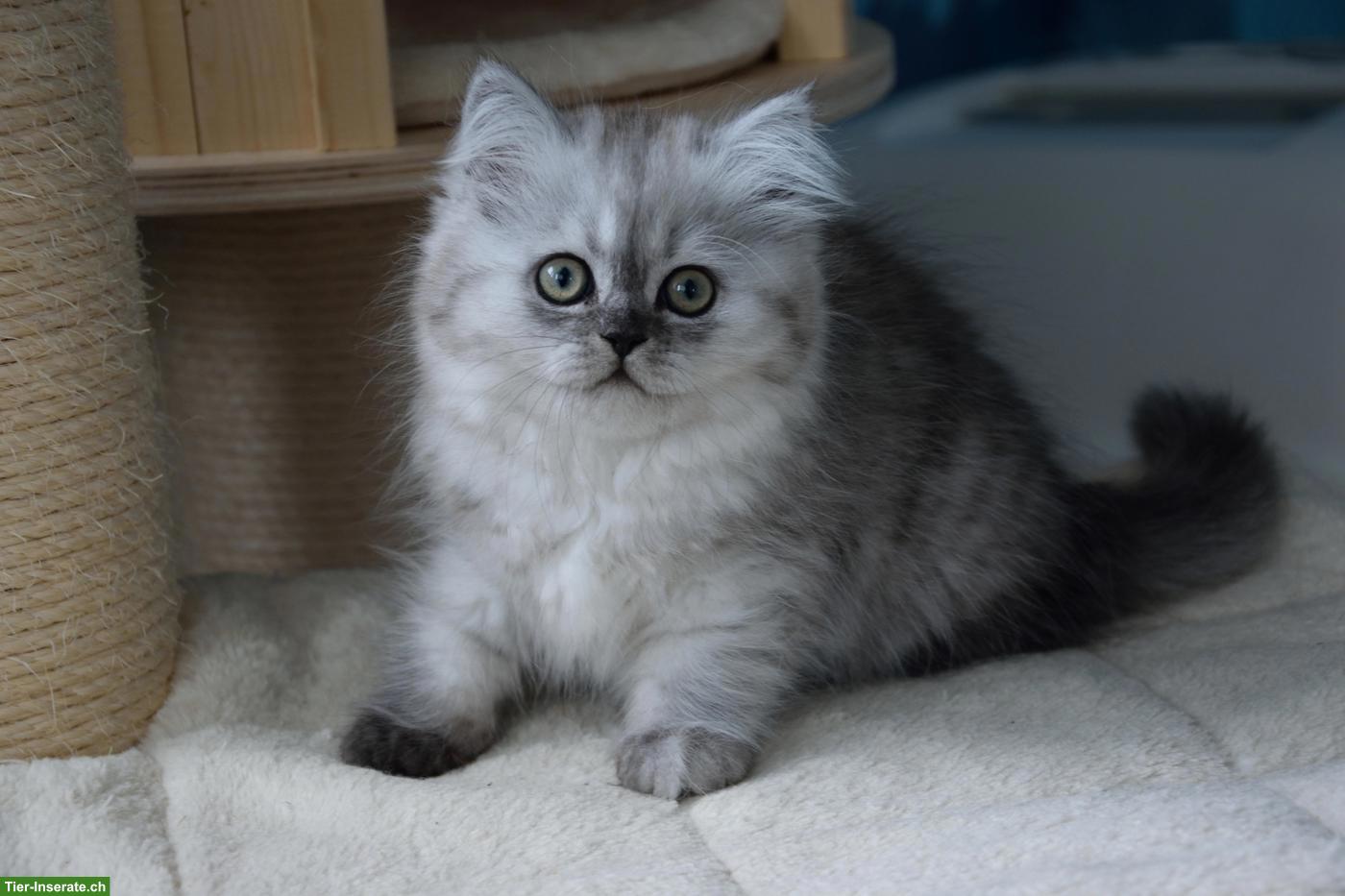 Bild 8: BKH Kitten | Silber Tabby mit Stammbaum aus deutscher Zucht