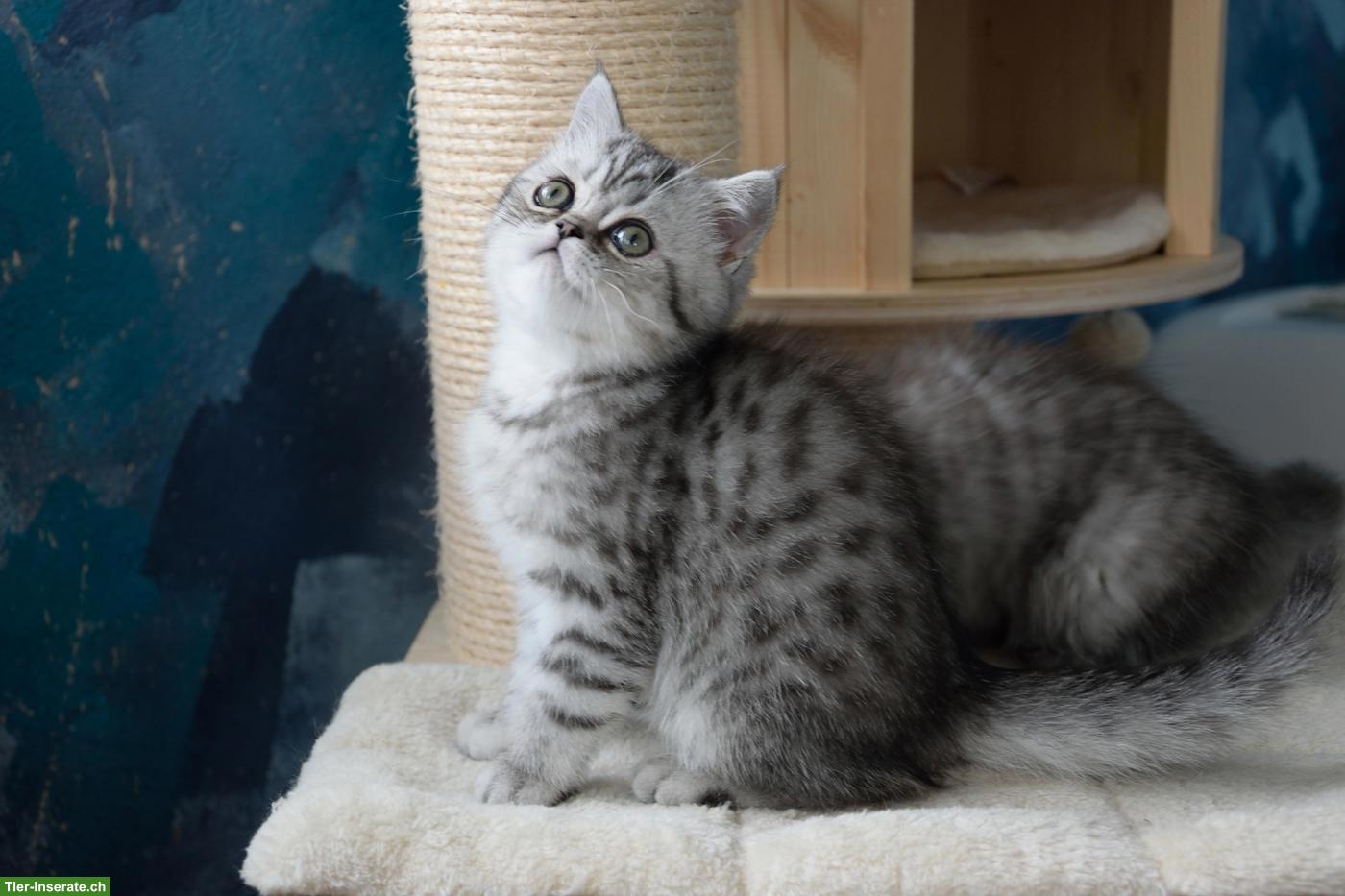 Bild 9: BKH Kitten | Silber Tabby mit Stammbaum aus deutscher Zucht
