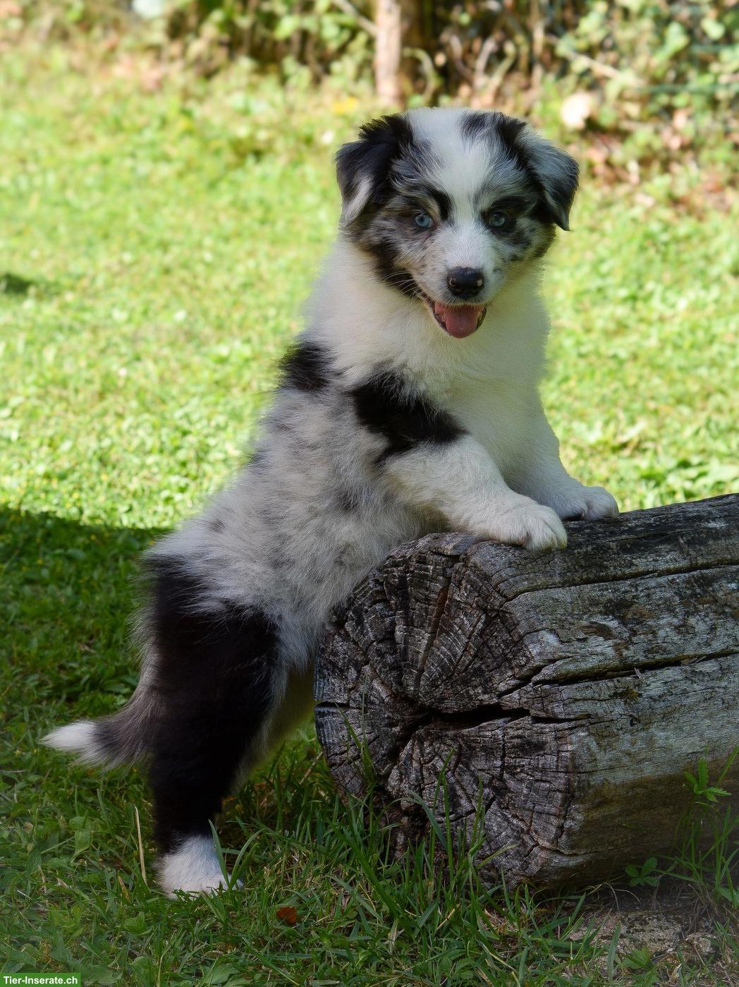 Australian Shepherd Welpen ASCA