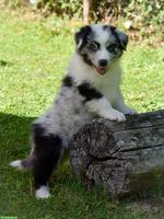 Australian Shepherd Welpen ASCA