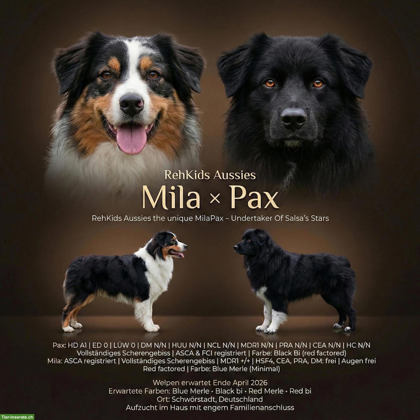 Bild 10: Australian Shepherd Welpen ASCA