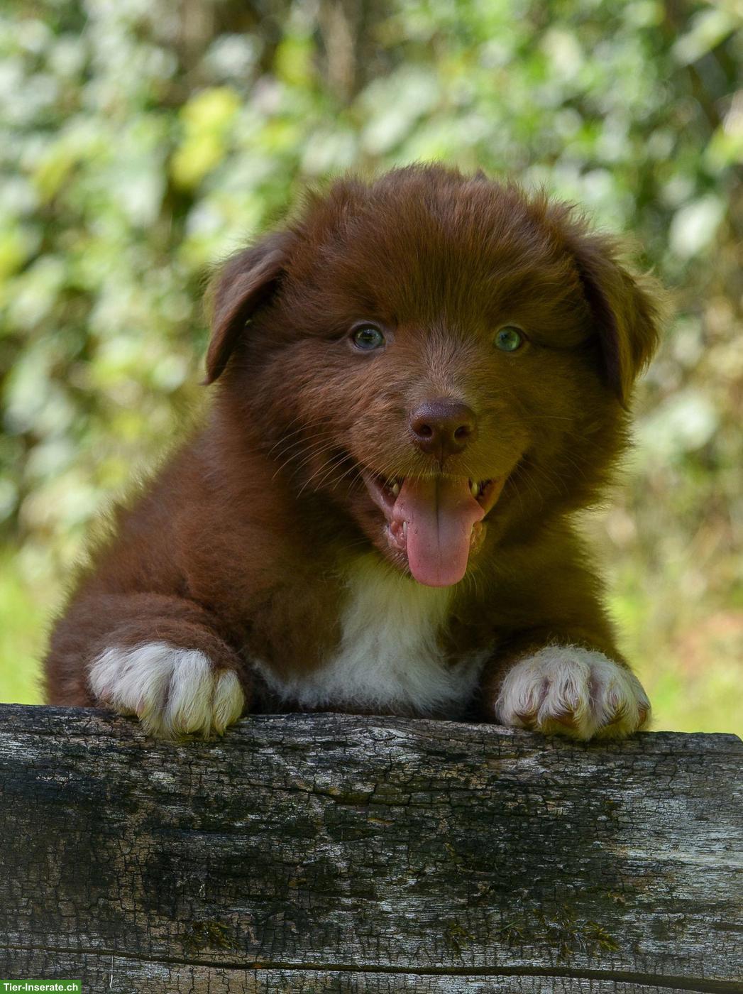 Bild 2: Australian Shepherd Welpen ASCA