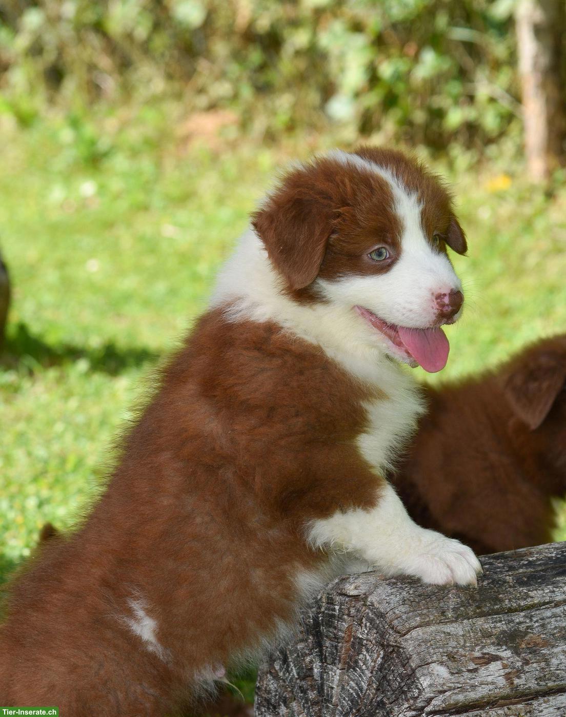 Bild 3: Australian Shepherd Welpen ASCA