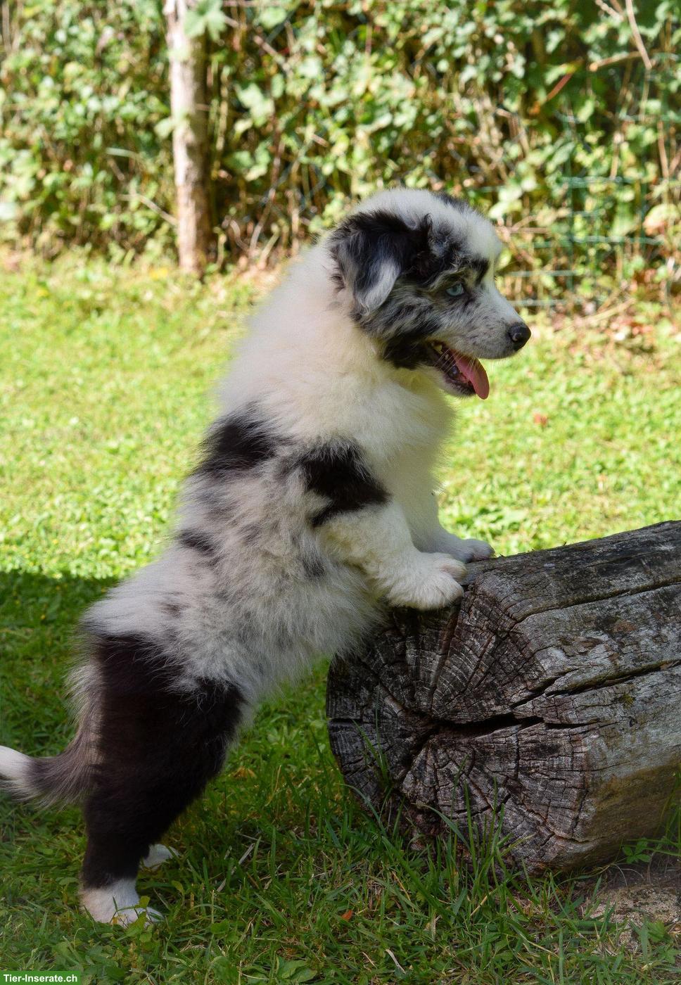 Bild 4: Australian Shepherd Welpen ASCA