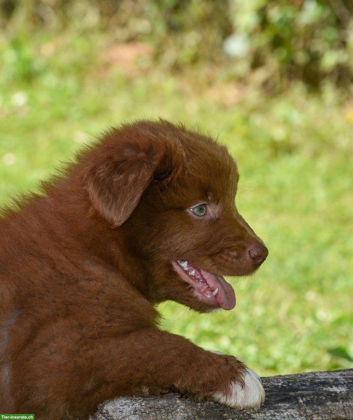 Bild 5: Australian Shepherd Welpen ASCA