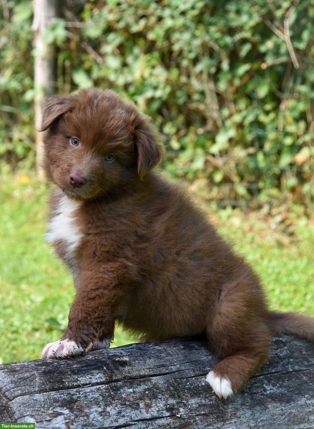 Bild 7: Australian Shepherd Welpen ASCA