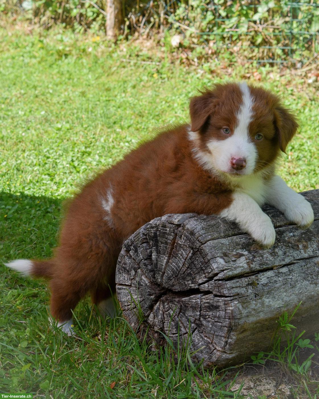 Bild 8: Australian Shepherd Welpen ASCA