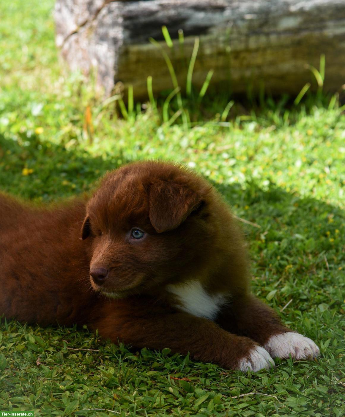 Bild 9: Australian Shepherd Welpen ASCA