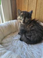 Sibirische Waldkatze x Neva Masquarade Kitten