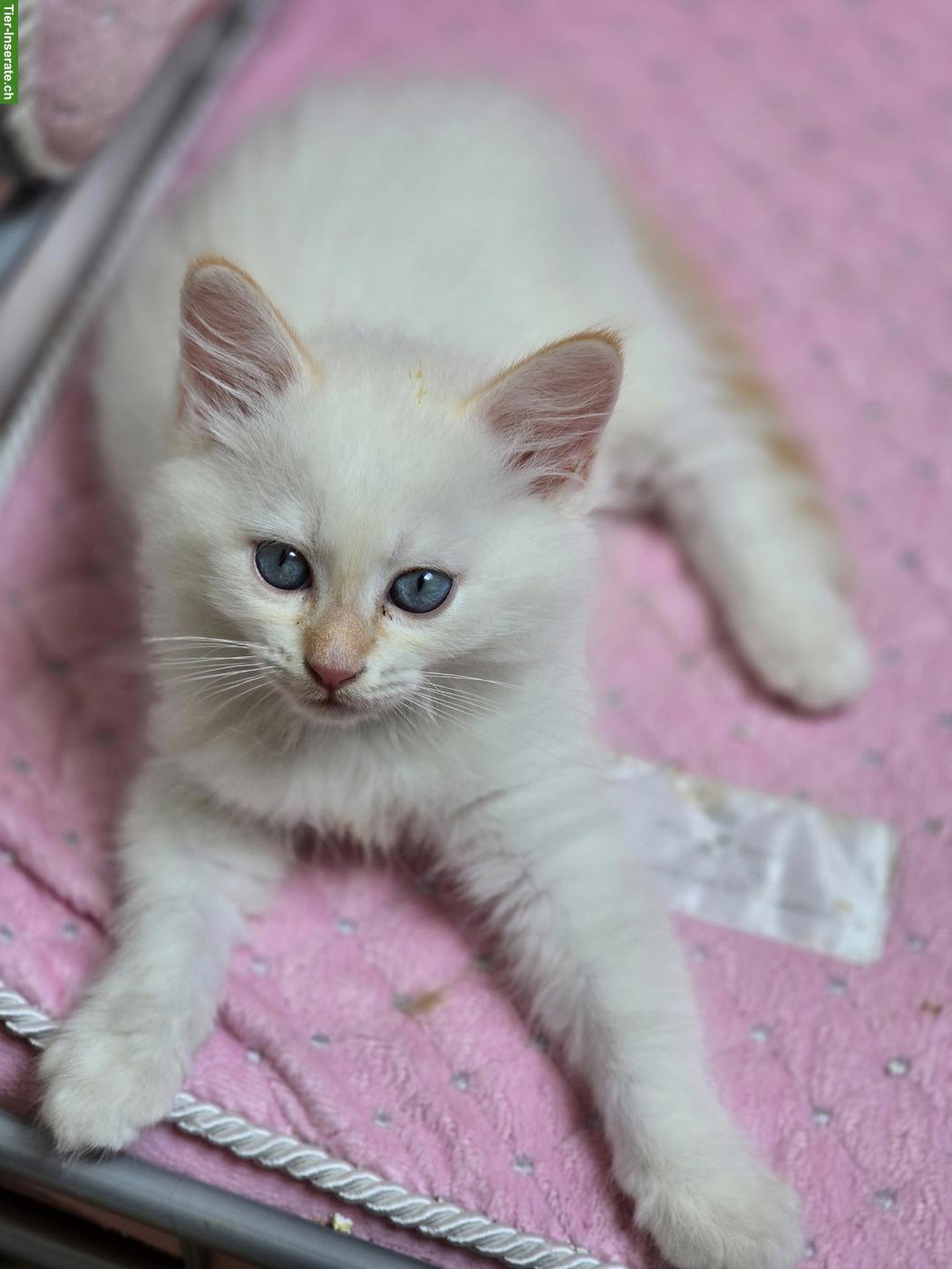 Bild 2: Sibirische Waldkatze x Neva Masquarade Kitten