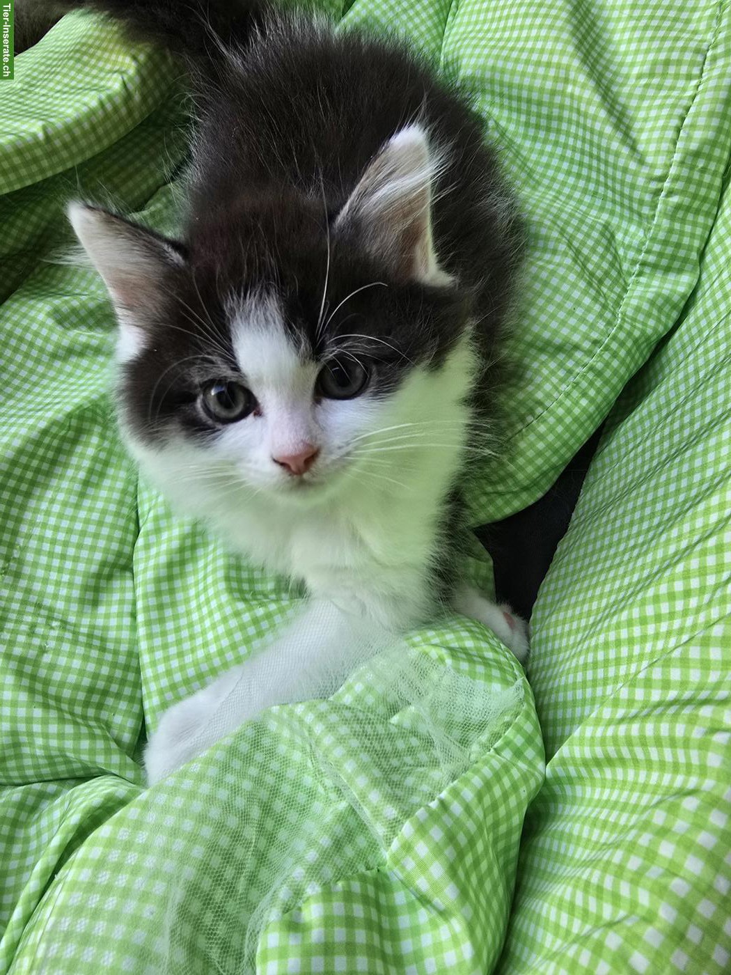 Bild 3: Sibirische Waldkatze x Neva Masquarade Kitten