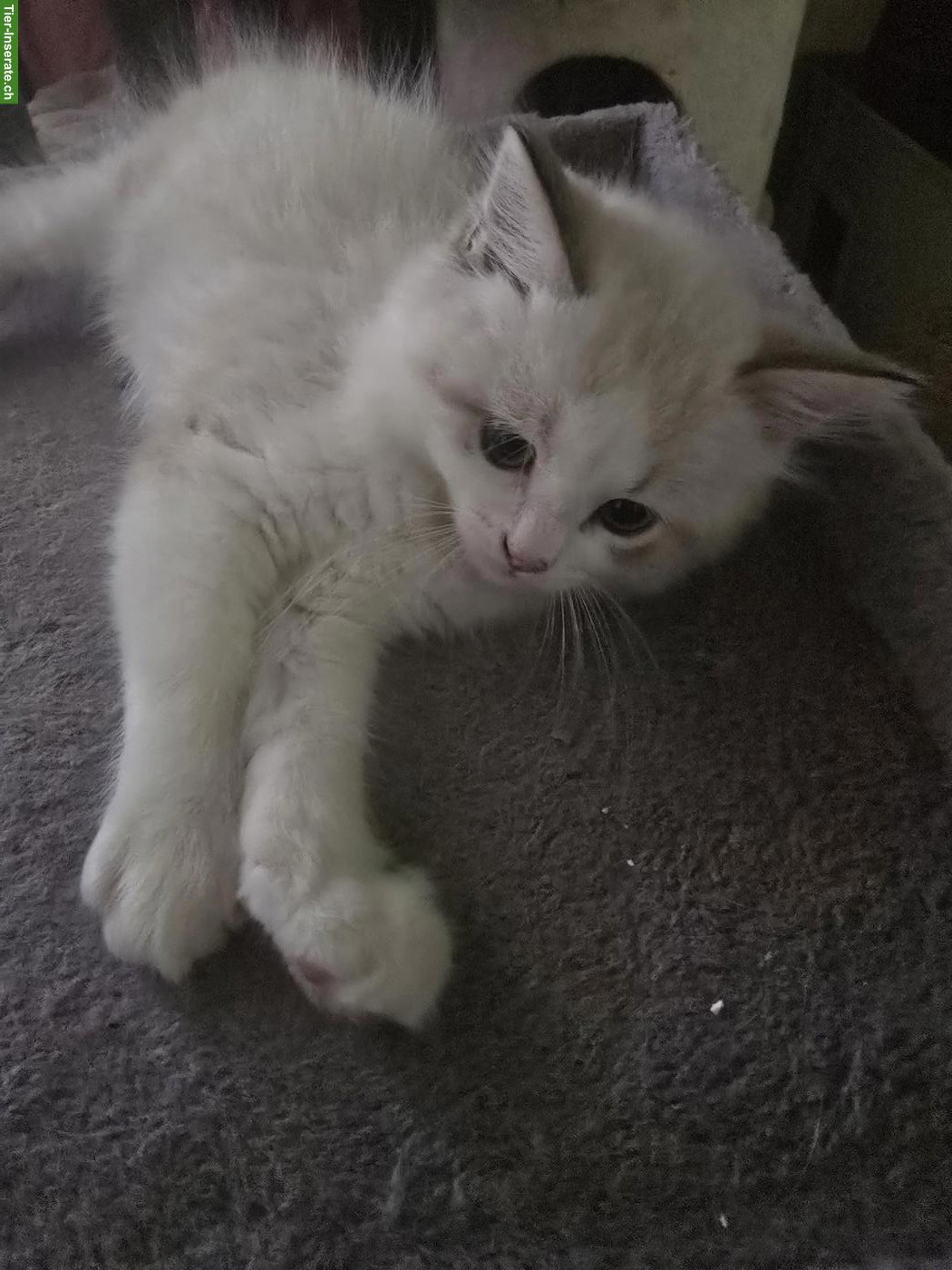 Bild 4: Sibirische Waldkatze x Neva Masquarade Kitten