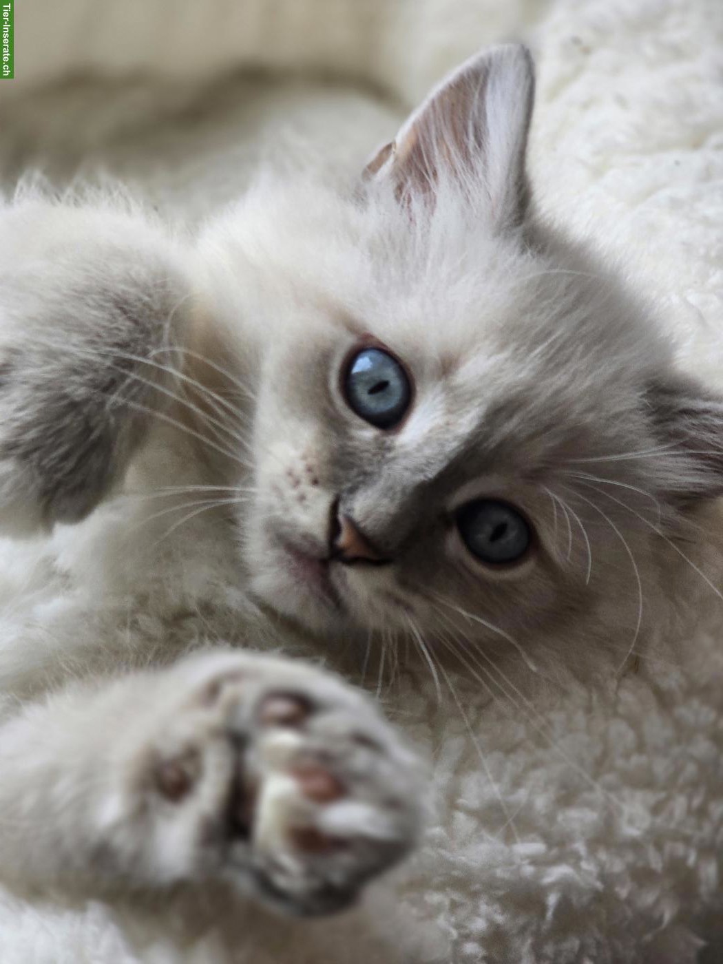 Bild 5: Sibirische Waldkatze x Neva Masquarade Kitten