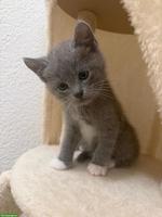 Süsses Kätzchen 🐱 7 Wochen alt zur Reservierung 🐾