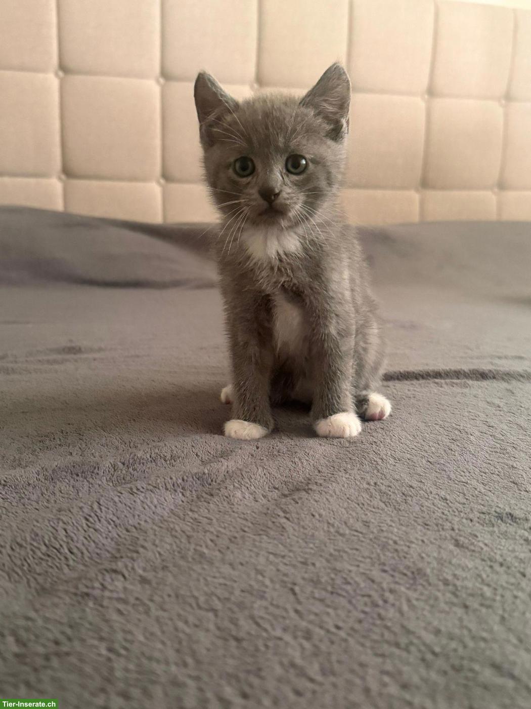 Bild 2: Süsses BKH Mix Kätzchen 🐱 zur Reservierung