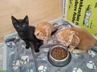 3 junge Bauernhofkätzchen (alles Kater) zu verkaufen