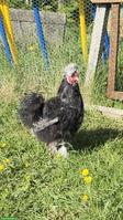 Seidenhahn mottled sucht eigenes Zuhause