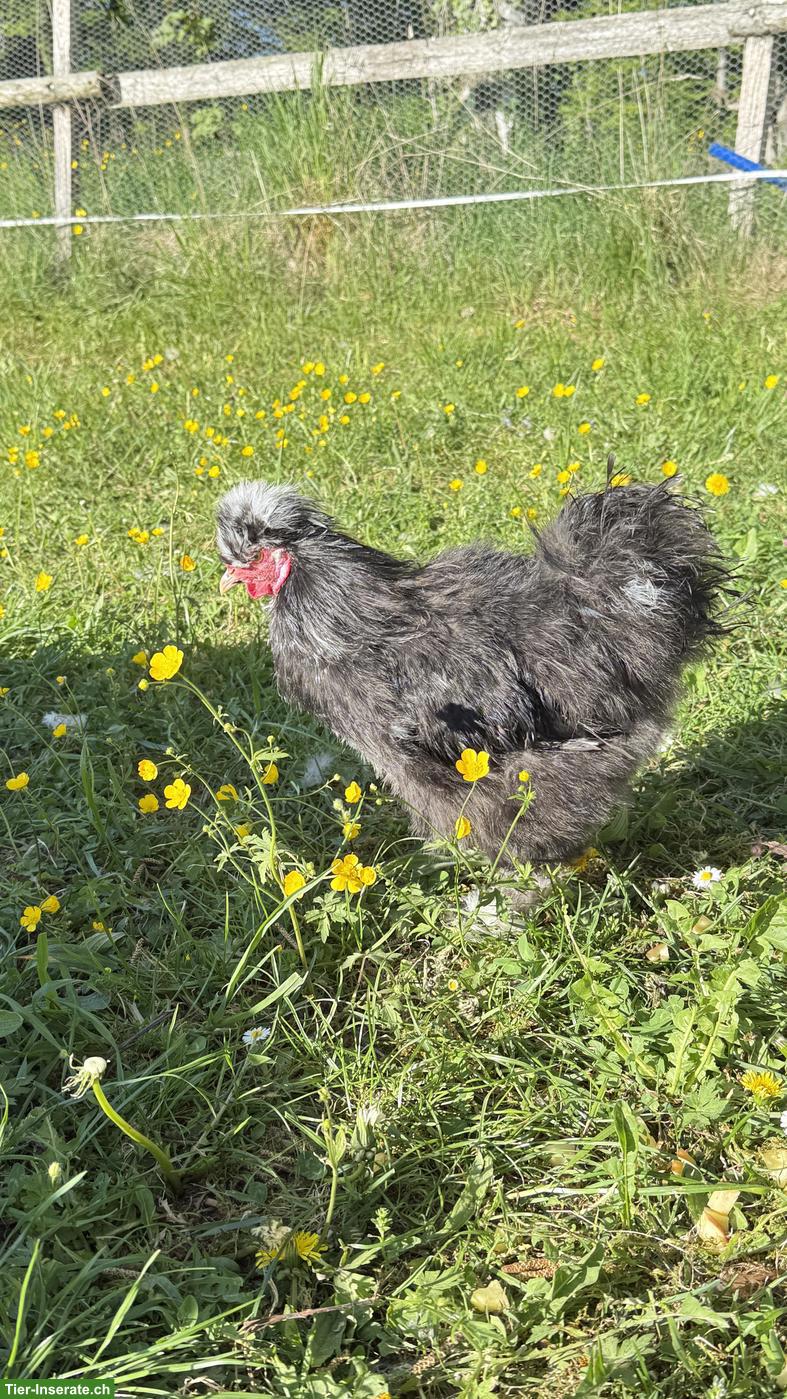 Bild 4: Seidenhahn mottled sucht eigenes Zuhause