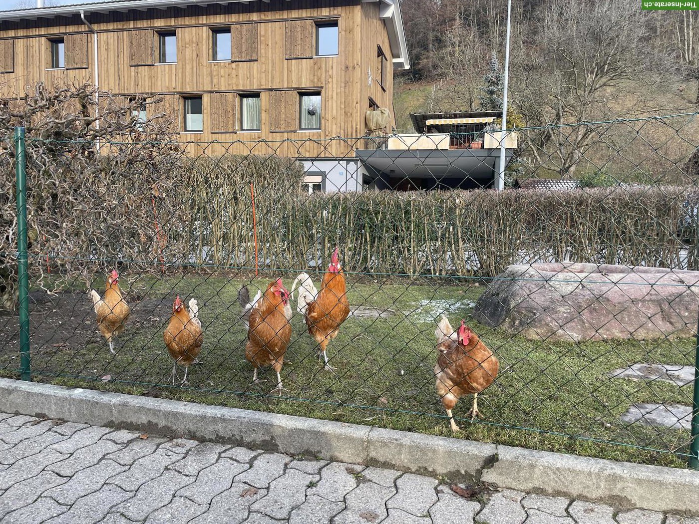 Bild 3: Junge Friesenhennen mit Zuchtringen