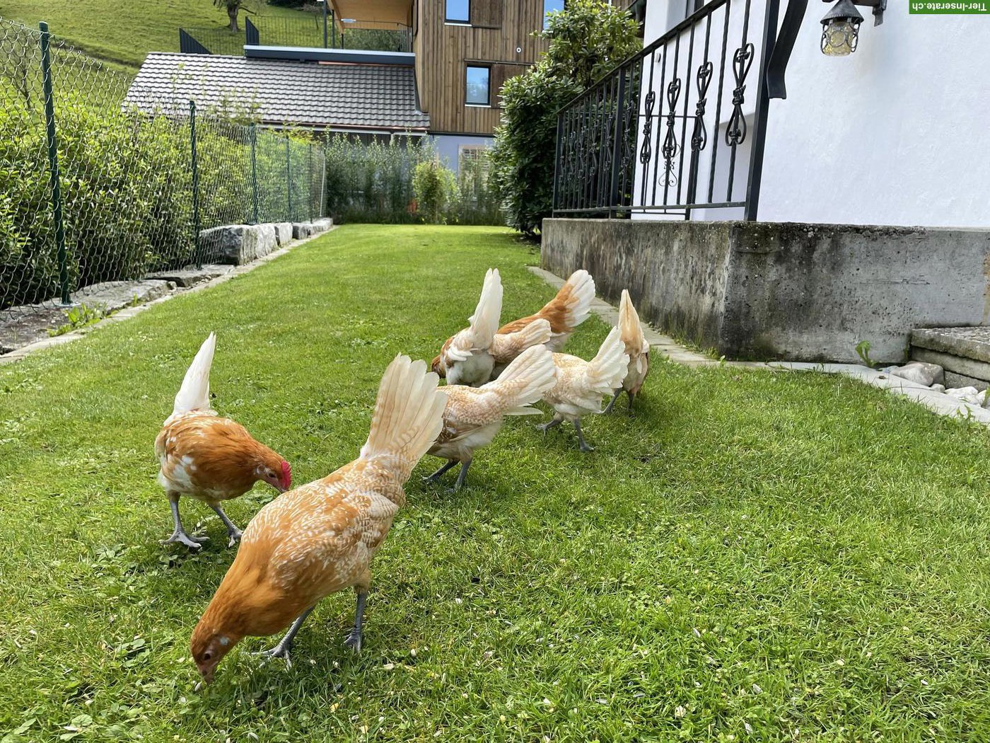 Bild 4: Junge Friesenhennen mit Zuchtringen