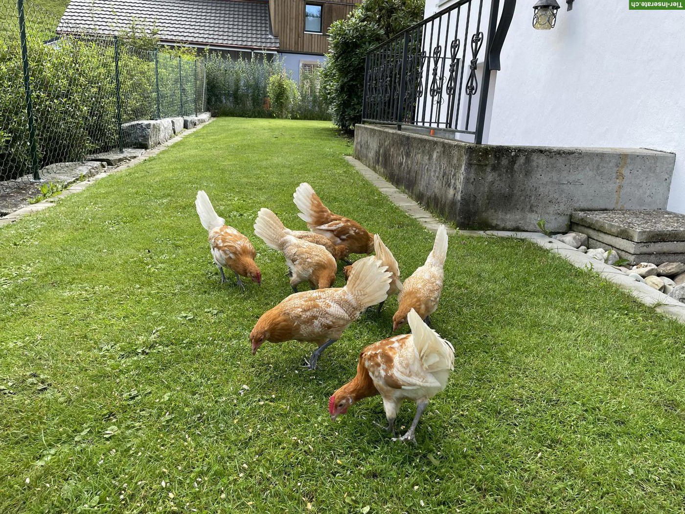 Bild 5: Junge Friesenhennen mit Zuchtringen